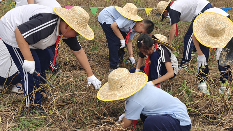 朝阳区万亩农田迎丰收 农文旅融合激活都市田园新图景